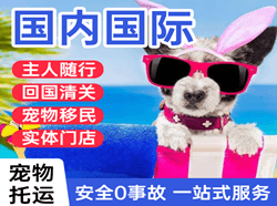 百色巴马国际宠物托运 【国
